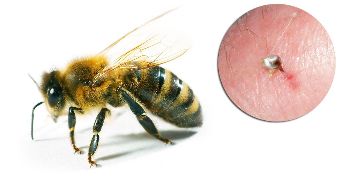 Deel Hondrostrong zijn bijengif, die een verbetering van de metabole processen in de weefsels